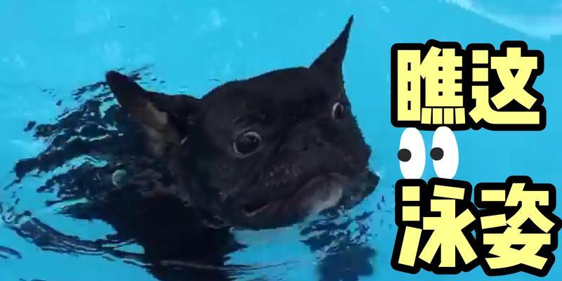 如何让小猫咪游泳的方法和技巧（让你的小猫咪在水中自由畅游的秘诀）