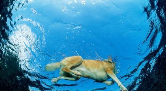 训练海洋动物游泳技巧的方法与技巧（探索提升海洋动物游泳能力的有效途径）