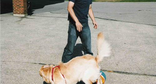 可爱小狗踢足球技巧大揭秘（宠物犬与足球的奇妙结合，展现出的惊人天赋与无限潜力）