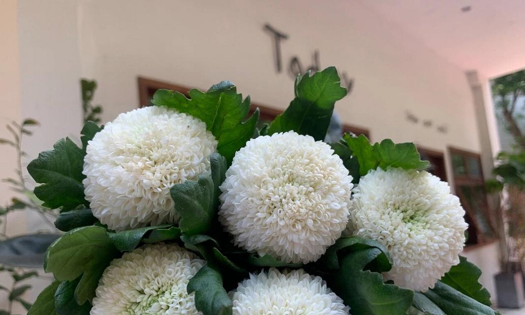 乒乓球菊种植技术的全面指南（探索乒乓球菊种植的关键步骤和技巧）